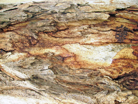 bark of an old tree, close-up of the barkの写真素材