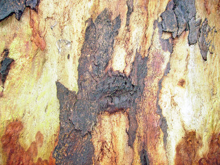 Bark of eucalyptus tree, texture background.の写真素材