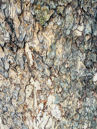 Bark of the tree, texture, background. Close-up