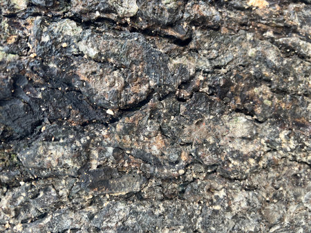 Tree bark texture. Tree bark texture. Tree bark background. Tree bark texture. Tree bark texture.