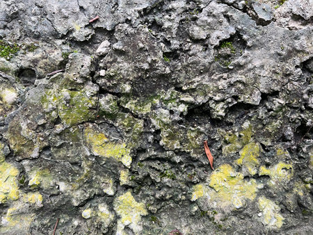Stone wall texture with green moss and lichen. Background and texture.