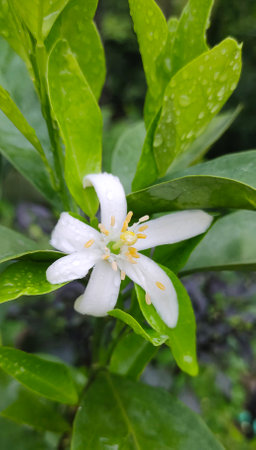 White blossom with raindrops on the leaves, stock photo imageの写真素材