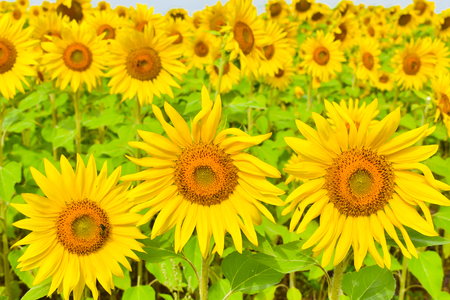 GROUP OF THREE SUNFLOWERS IN FRONT OF FIELD PLENTY OF MORE SUNFLOWERS WITH SOME BEES POLLINATING THEMの写真素材