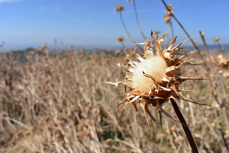 a dry yellow thistle in the middel of a country plenty of thistles in a sunny dayの写真素材