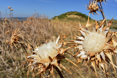 a couple of dry yellow thistles in the middel of a country plenty of thistles sharing together a sunny dayの写真素材
