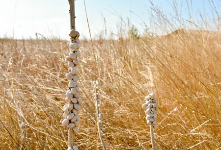 colonies of white snails in a dry stick in the middle of a dry golden color fieldの写真素材