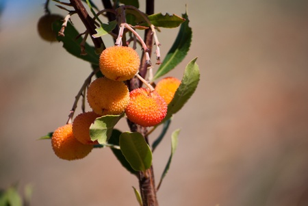 Details oranges arbustus fruit on a branch の写真素材