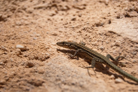 Detail of a common lizard (Podarcis hispanicus) sunbathing の写真素材