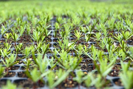 Campuses of cypress seedlings in a nursery の写真素材