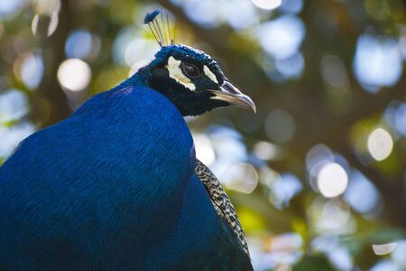 Closeup of a peacock in a tree の写真素材