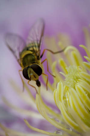 Wasp on a flowerの写真素材