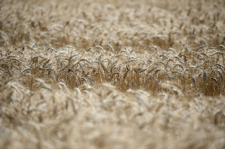 Wheat fieldの写真素材