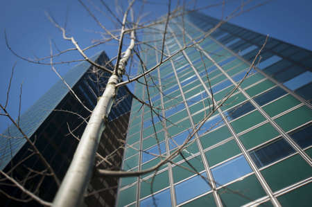White leafless tree in front of green office buildingsのeditorial素材