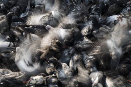 Group of pigeons feeding and fighting in chaosの写真素材