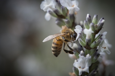 Honey Bee in a small purple flowerの写真素材