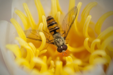 Wasp in a yellow flower covered with pollenの写真素材