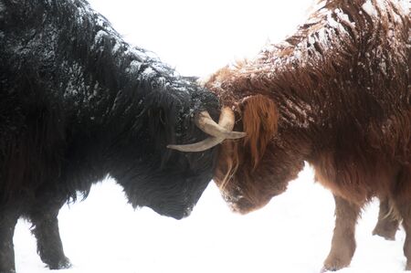 Scottish highland brown and black cows head to head fighting in snowの写真素材