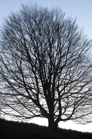 Tree solo with large silhouette against blue sky on hillの写真素材