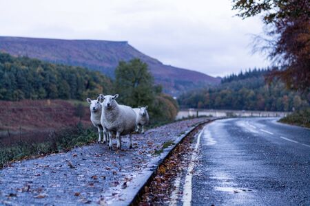 sheep on the roadの写真素材