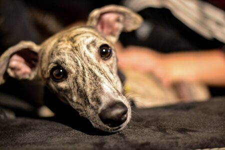 portrait of a dog, greyhound dogの写真素材