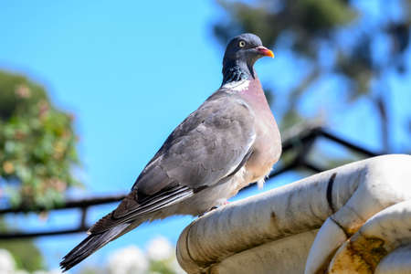 Dove in the sun in a fountain.