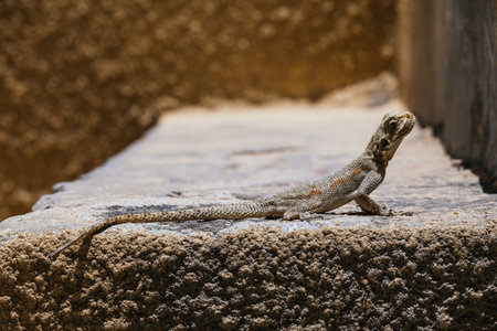 iguana, lizard, in the sun on stone