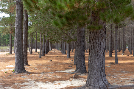 Lower Tokai Parkの写真素材
