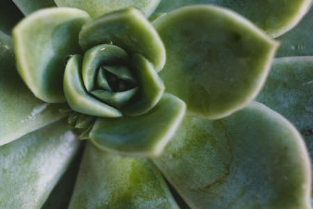 succulent plant and green leaf with shallow depth of fieldの写真素材