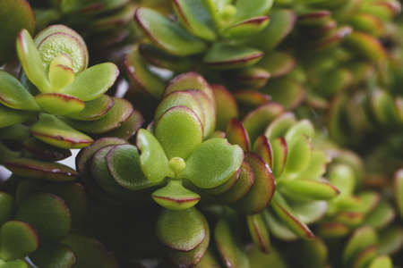 succulent plant and green leaf with shallow depth of fieldの写真素材
