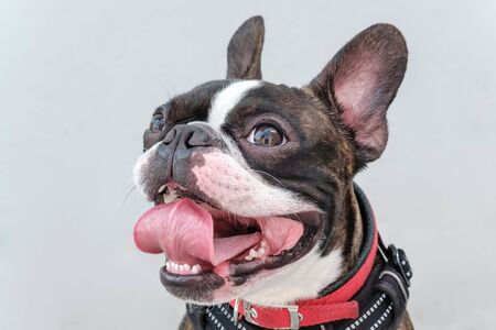 Portrait boston terrier pure breed soft grey background closeupの写真素材