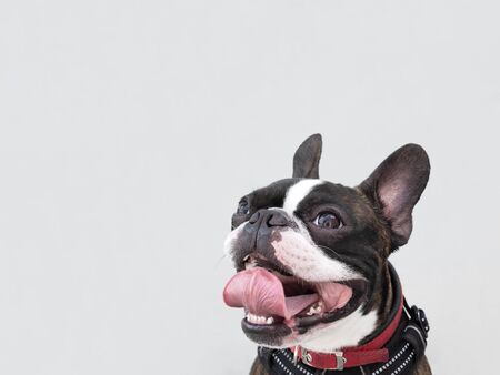 Portrait boston terrier pure breed soft grey background closeupの写真素材