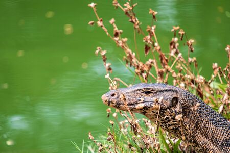 Water monitor in Lumpini Park, Bangkok, Thailand
