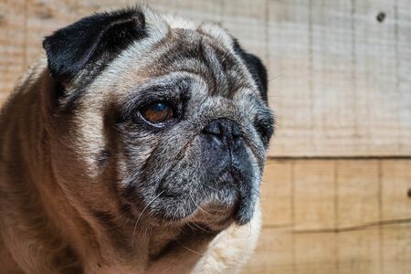 Portrait pug carlino mop pure breed wood background closeupの写真素材
