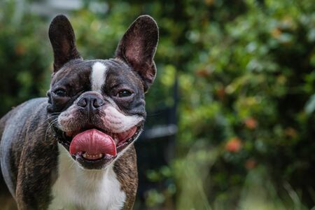 Portrait boston terrier pure breed in gardenの写真素材