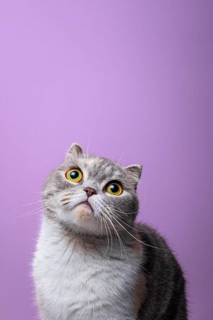 Close up portrait of purebred scottish fold cat looking upの写真素材