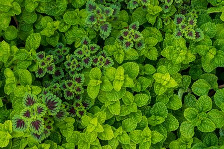 Background texture green leaves close up in park