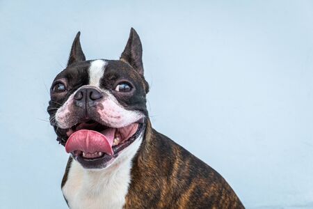 Portrait boston terrier pure breed soft grey background closeupの写真素材