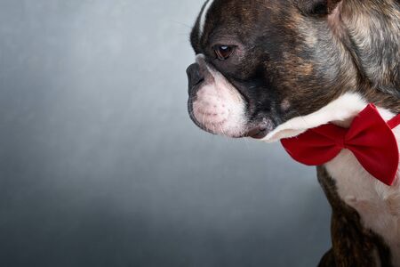Portrait boston terrier pure breed soft grey background with red bow tie closeupの写真素材