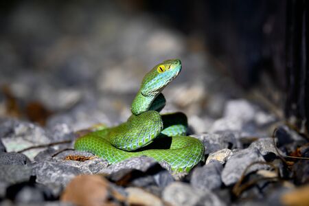 Beautiful large eyed viper ready to hunt at night