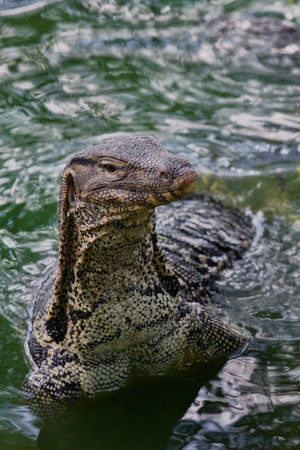 Water monitor in Lumpini Park, Bangkok, Thailand