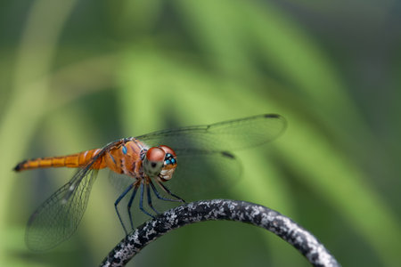 Dragon Fly sit on iron wall with green background close up macro full bodyの写真素材