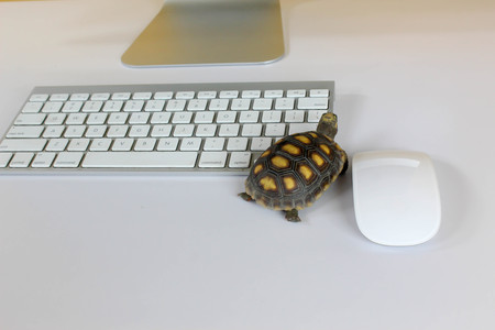 turtle on computer with keyboard and wireless mouse, slow internet, slow processorの写真素材