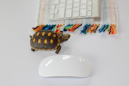 turtle on computer with keyboard and wireless mouse, slow internet, slow processor.の写真素材