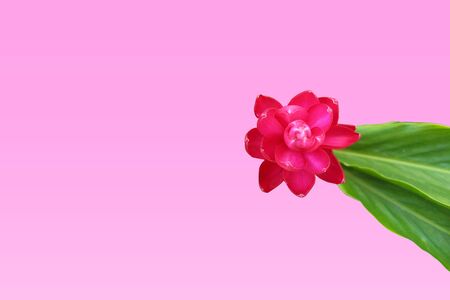 Red Ginger (Alpinia purpurata) Flower with Green Leavesの写真素材