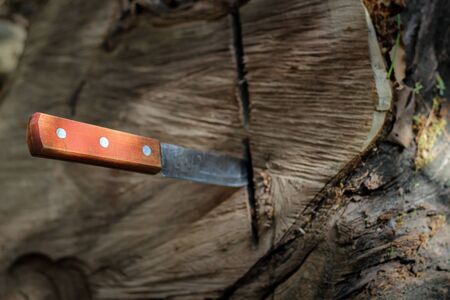 knife with wooden handle, stuck in a piece of trunkの写真素材