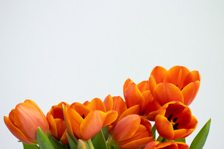 Bouquet of orange tulips on a white background. Space for text.の写真素材