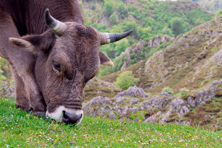Cow grazing in the meadow on a hillside in Scotland.の写真素材