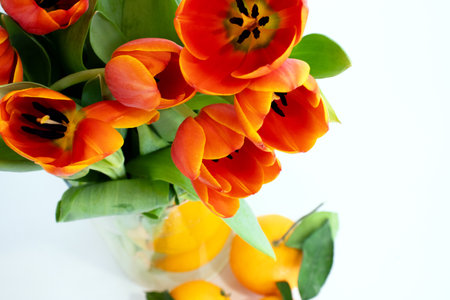 Orange tulips in a vase on a white background closeupの写真素材