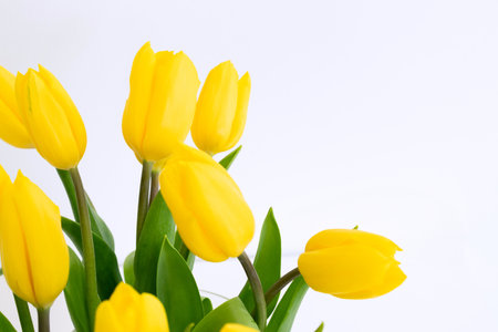 Yellow tulips isolated on white background with copy space for your text.の写真素材