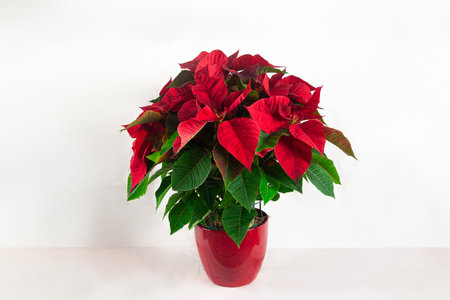 Red poinsettia in a red pot on a white backgroundの写真素材